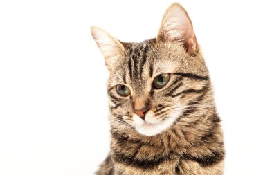 Domestic Egyptian striped kitten. Cute young red cat isolated on abstract blurred white background. Indoor pets, veterinary and advertising concept. Detailed studio closeup
