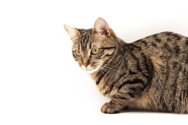 Domestic Egyptian striped kitten. Cute young red cat isolated on abstract blurred white background. Indoor pets, veterinary and advertising concept. Detailed studio closeup