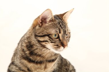 Domestic Egyptian striped kitten. Cute young red cat isolated on abstract blurred white background. Indoor pets, veterinary and advertising concept. Detailed studio closeup