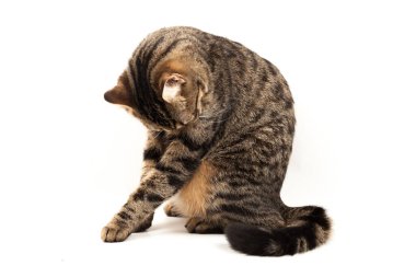 Domestic Egyptian striped kitten. Cute young red cat isolated on abstract blurred white background. Indoor pets, veterinary and advertising concept. Detailed studio closeup