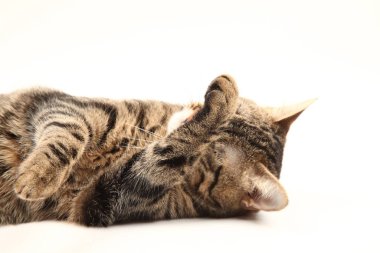Domestic Egyptian striped kitten. Cute young red cat isolated on abstract blurred white background. Indoor pets, veterinary and advertising concept. Detailed studio closeup