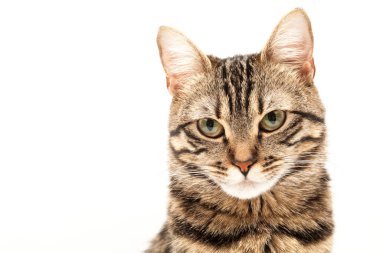 Domestic Egyptian striped kitten. Cute young red cat isolated on abstract blurred white background. Indoor pets, veterinary and advertising concept. Detailed studio closeup