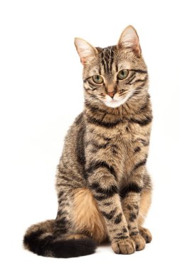 Domestic Egyptian striped kitten. Cute young red cat isolated on abstract blurred white background. Indoor pets, veterinary and advertising concept. Detailed studio closeup