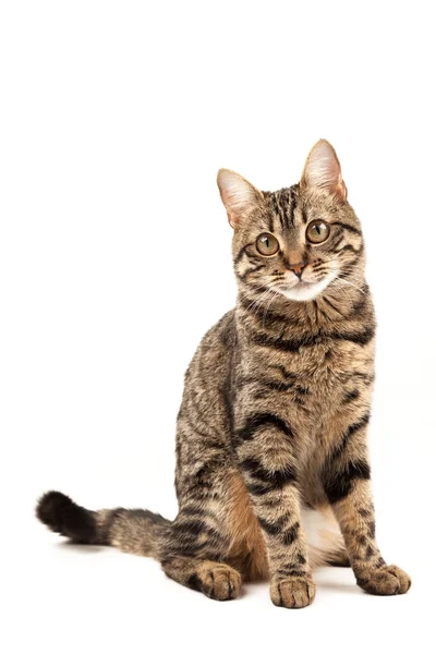 Domestic Egyptian striped kitten. Cute young red cat isolated on abstract blurred white background. Indoor pets, veterinary and advertising concept. Detailed studio closeup