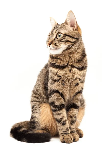 Domestic Egyptian striped kitten. Cute young red cat isolated on abstract blurred white background. Indoor pets, veterinary and advertising concept. Detailed studio closeup