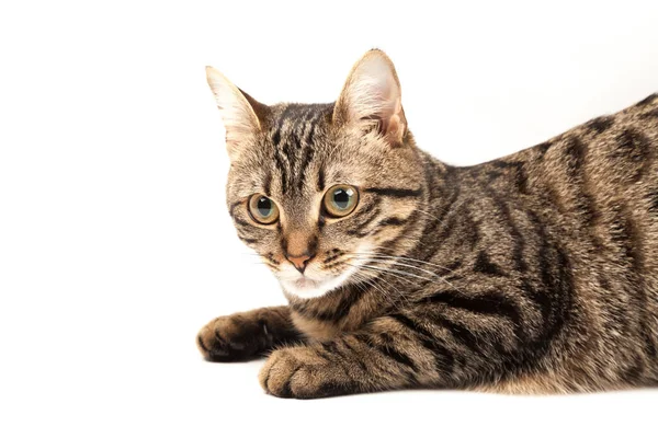 Внутренний Египетский Полосатый Котёнок Симпатичный Молодой Красный Кот Изолирован Абстрактном — стоковое фото