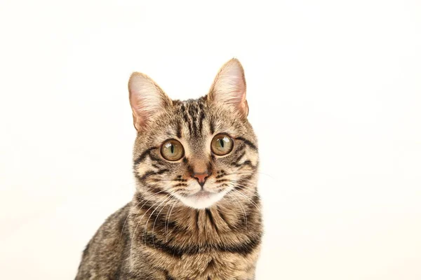 Gatinho Listrado Egípcio Doméstico Bonito Jovem Vermelho Gato Isolado Abstrato — Fotografia de Stock