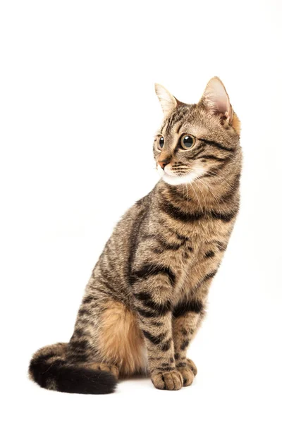 Gatito Egipcio Doméstico Rayado Lindo Gato Rojo Joven Aislado Sobre — Foto de Stock