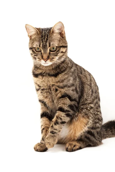 Domestic Egyptian striped kitten. Cute young red cat isolated on abstract blurred white background. Indoor pets, veterinary and advertising concept. Detailed studio closeup