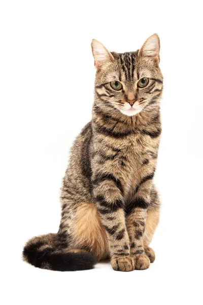 Domestic Egyptian striped kitten. Cute young red cat isolated on abstract blurred white background. Indoor pets, veterinary and advertising concept. Detailed studio closeup