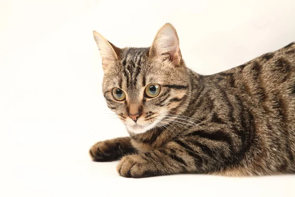 Gatito Egipcio Doméstico Rayado Lindo Gato Rojo Joven Aislado Sobre — Foto de Stock