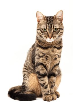Domestic Egyptian striped kitten. Cute young red cat isolated on abstract blurred white background. Indoor pets, veterinary and advertising concept. Detailed studio closeup