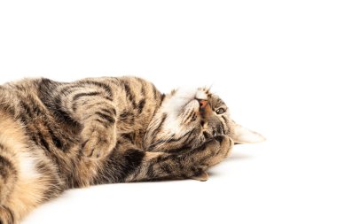 Domestic Egyptian striped kitten. Cute young red cat isolated on abstract blurred white background. Indoor pets, veterinary and advertising concept. Detailed studio closeup
