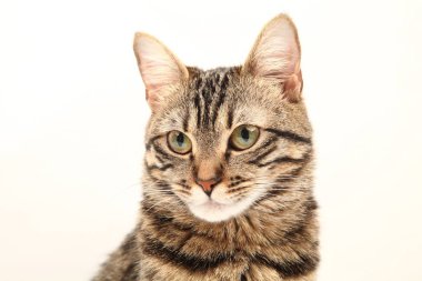 Domestic Egyptian striped kitten. Cute young red cat isolated on abstract blurred white background. Indoor pets, veterinary and advertising concept. Detailed studio closeup