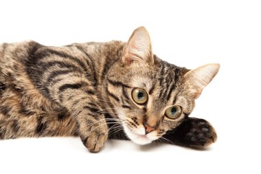Domestic Egyptian striped kitten. Cute young red cat isolated on abstract blurred white background. Indoor pets, veterinary and advertising concept. Detailed studio closeup