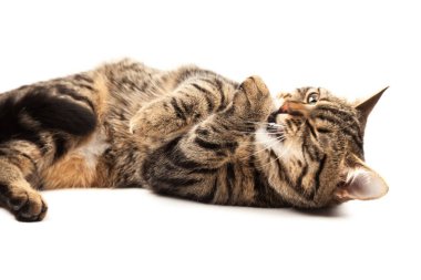 Domestic Egyptian striped kitten. Cute young red cat isolated on abstract blurred white background. Indoor pets, veterinary and advertising concept. Detailed studio closeup