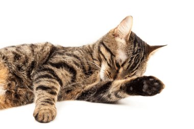 Domestic Egyptian striped kitten. Cute young red cat isolated on abstract blurred white background. Indoor pets, veterinary and advertising concept. Detailed studio closeup