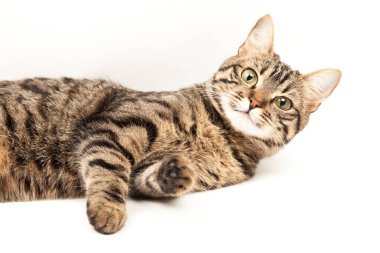 Domestic Egyptian striped kitten. Cute young red cat isolated on abstract blurred white background. Indoor pets, veterinary and advertising concept. Detailed studio closeup