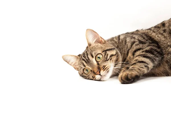 Domácí Egyptské Pruhované Kotě Roztomilá Mladá Červená Kočka Izolovaná Abstraktním — Stock fotografie
