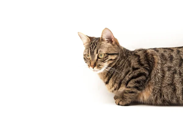 Gatito Egipcio Doméstico Rayado Lindo Gato Rojo Joven Aislado Sobre —  Fotos de Stock