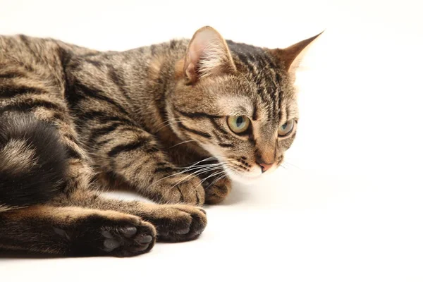 Gatito Egipcio Doméstico Rayado Lindo Gato Rojo Joven Aislado Sobre — Foto de Stock