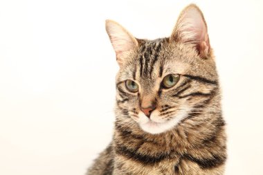 Domestic Egyptian striped kitten. Cute young red cat isolated on abstract blurred white background. Indoor pets, veterinary and advertising concept. Detailed studio closeup