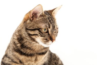 Domestic Egyptian striped kitten. Cute young red cat isolated on abstract blurred white background. Indoor pets, veterinary and advertising concept. Detailed studio closeup