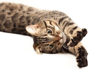 Domestic Egyptian striped kitten. Cute young red cat isolated on abstract blurred white background. Indoor pets, veterinary and advertising concept. Detailed studio closeup
