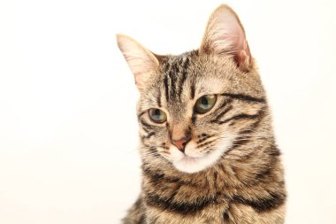 Domestic Egyptian striped kitten. Cute young red cat isolated on abstract blurred white background. Indoor pets, veterinary and advertising concept. Detailed studio closeup