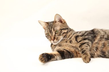 Domestic Egyptian striped kitten. Cute young red cat isolated on abstract blurred white background. Indoor pets, veterinary and advertising concept. Detailed studio closeup