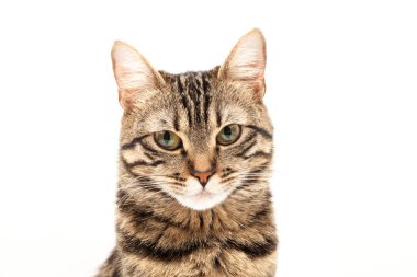 Domestic Egyptian striped kitten. Cute young red cat isolated on abstract blurred white background. Indoor pets, veterinary and advertising concept. Detailed studio closeup