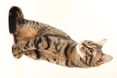 Domestic Egyptian striped kitten. Cute young red cat isolated on abstract blurred white background. Indoor pets, veterinary and advertising concept. Detailed studio closeup