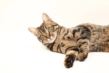 Domestic Egyptian striped kitten. Cute young red cat isolated on abstract blurred white background. Indoor pets, veterinary and advertising concept. Detailed studio closeup