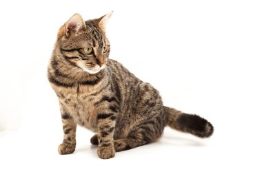 Domestic Egyptian striped kitten. Cute young red cat isolated on abstract blurred white background. Indoor pets, veterinary and advertising concept. Detailed studio closeup