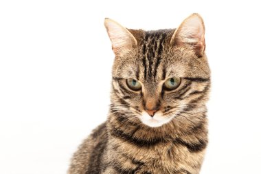 Domestic Egyptian striped kitten. Cute young red cat isolated on abstract blurred white background. Indoor pets, veterinary and advertising concept. Detailed studio closeup