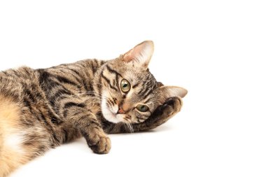 Domestic Egyptian striped kitten. Cute young red cat isolated on abstract blurred white background. Indoor pets, veterinary and advertising concept. Detailed studio closeup
