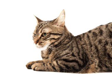 Domestic Egyptian striped kitten. Cute young red cat isolated on abstract blurred white background. Indoor pets, veterinary and advertising concept. Detailed studio closeup