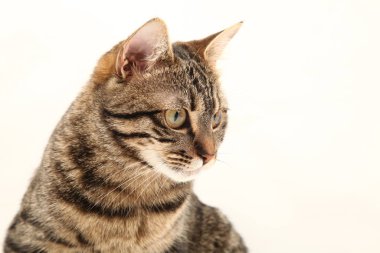 Domestic Egyptian striped kitten. Cute young red cat isolated on abstract blurred white background. Indoor pets, veterinary and advertising concept. Detailed studio closeup