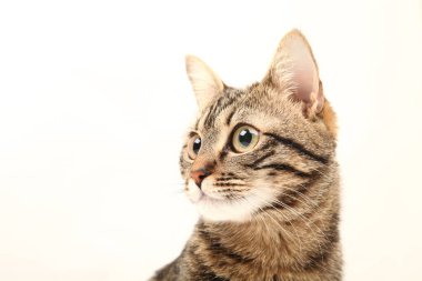 Domestic Egyptian striped kitten. Cute young red cat isolated on abstract blurred white background. Indoor pets, veterinary and advertising concept. Detailed studio closeup