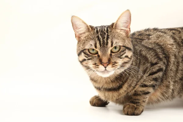 Gatito Egipcio Doméstico Rayado Lindo Gato Rojo Joven Aislado Sobre —  Fotos de Stock