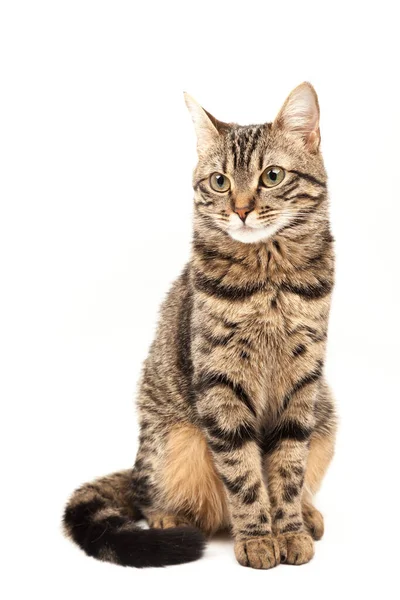 Domestic Egyptian striped kitten. Cute young red cat isolated on abstract blurred white background. Indoor pets, veterinary and advertising concept. Detailed studio closeup