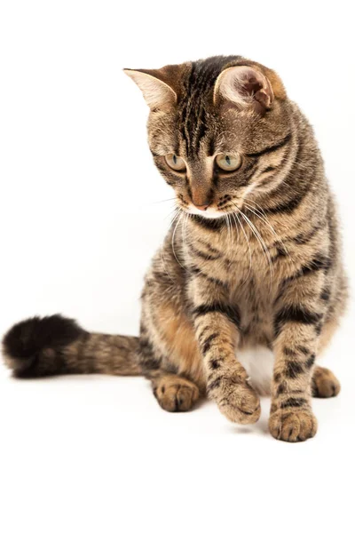 Gatinho Listrado Egípcio Doméstico Bonito Jovem Vermelho Gato Isolado Abstrato — Fotografia de Stock