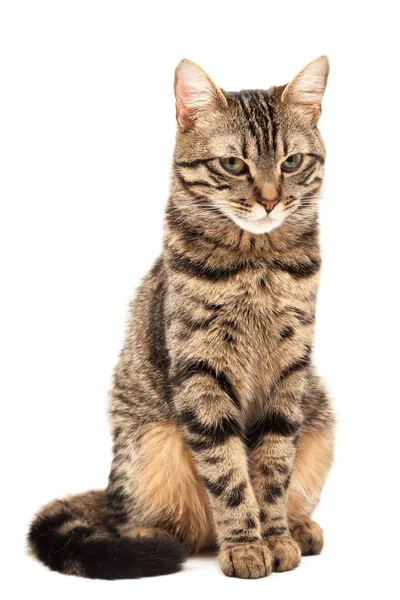 Domestic Egyptian striped kitten. Cute young red cat isolated on abstract blurred white background. Indoor pets, veterinary and advertising concept. Detailed studio closeup