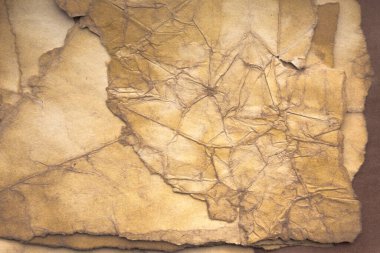 Aged paper sheet. Blank old background with dust and dirty stains. Vintage and antique art concept. Poster mockup. Detailed closeup studio shot. Front view. Toned