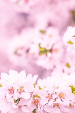 Bulanık çiçek arkaplanı. Dolu çiçekler ve orman ağacının ilk yaprakları. Bahar, ziyafet, kutlama ve güzel çiçek dekorasyonu konsepti. Yumuşak seçici bir odak ile yakın çekim. Ayarlanmış
