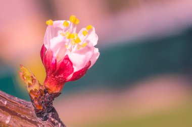 Bulanık çiçek arkaplanı. Dolu çiçekler ve orman ağacının ilk yaprakları. Bahar, ziyafet, kutlama ve güzel çiçek dekorasyonu konsepti. Yumuşak seçici bir odak ile yakın çekim. Ayarlanmış