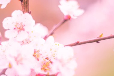 Bulanık çiçek arkaplanı. Dolu çiçekler ve orman ağacının ilk yaprakları. Bahar, ziyafet, kutlama ve güzel çiçek dekorasyonu konsepti. Yumuşak seçici bir odak ile yakın çekim. Ayarlanmış