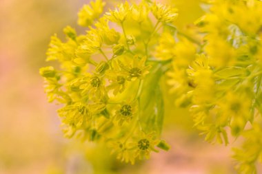 Bulanık çiçek arkaplanı. Dolu çiçekler ve orman ağacının ilk yaprakları. Bahar, ziyafet, kutlama ve güzel çiçek dekorasyonu konsepti. Yumuşak seçici bir odak ile yakın çekim. Ayarlanmış