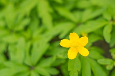 Bulanık çiçek arkaplanı. Dolu çiçekler ve orman ağacının ilk yaprakları. Bahar, ziyafet, kutlama ve güzel çiçek dekorasyonu konsepti. Yumuşak seçici odaklı yakın plan