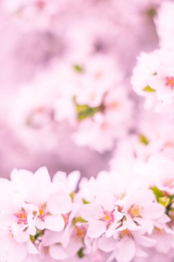 Bulanık çiçek arkaplanı. Dolu çiçekler ve orman ağacının ilk yaprakları. Bahar, ziyafet, kutlama ve güzel çiçek dekorasyonu konsepti. Yumuşak seçici bir odak ile yakın çekim. Ayarlanmış